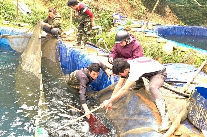 Lào Cai khẩn trương tìm đầu ra cho 250 tấn cá hồi vùng cao